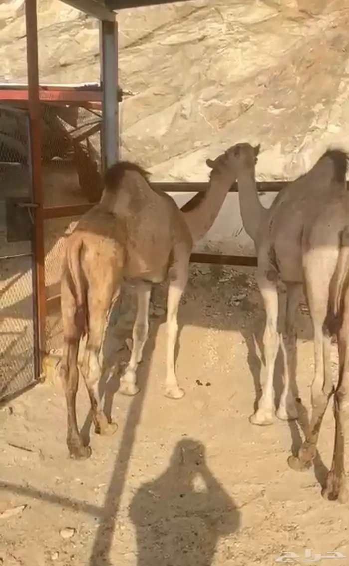 حشوان للبيع 0