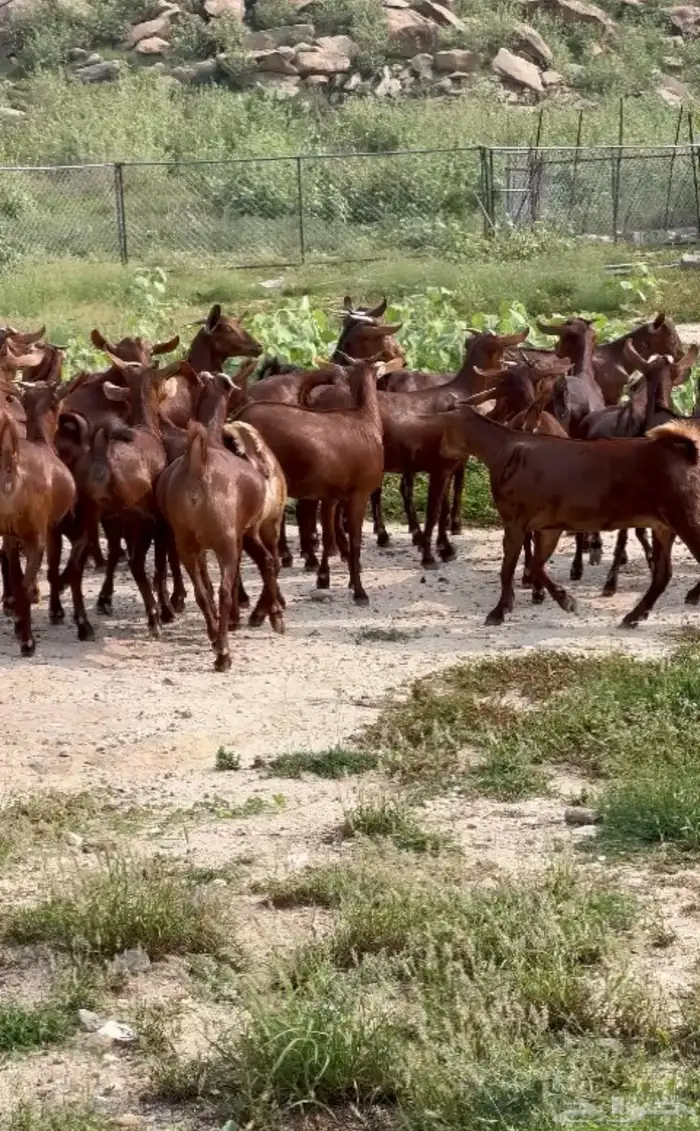 ماعز محايليه دهم للبيع 0