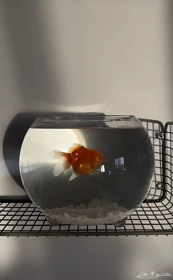 سمك الطايف 3