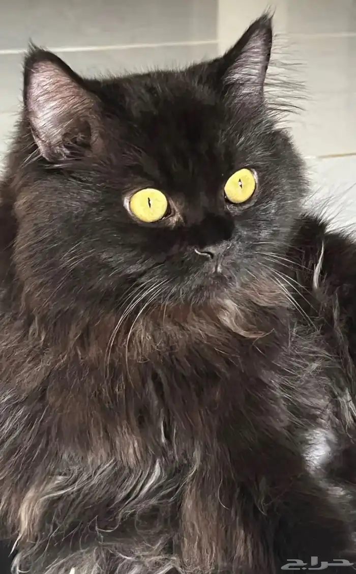 قط للتبني في مكه ولي العهد مكه 1