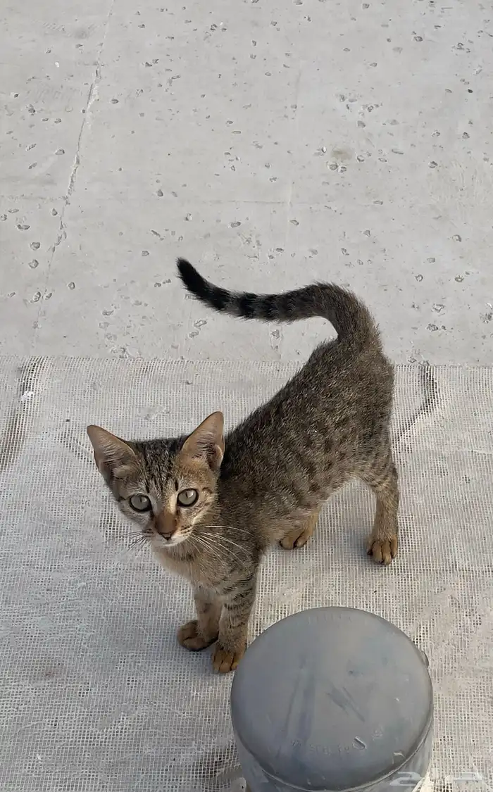 قطط للتبني 1