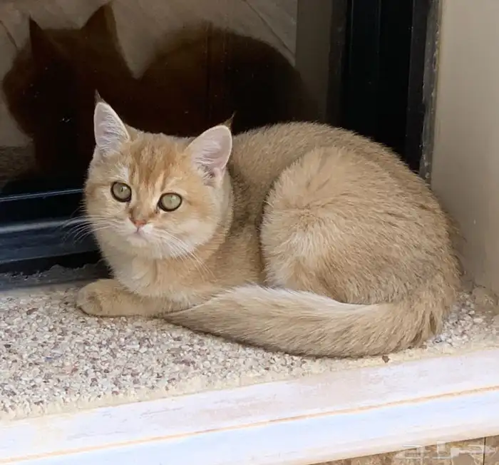 قطة سكوتش جولد 1