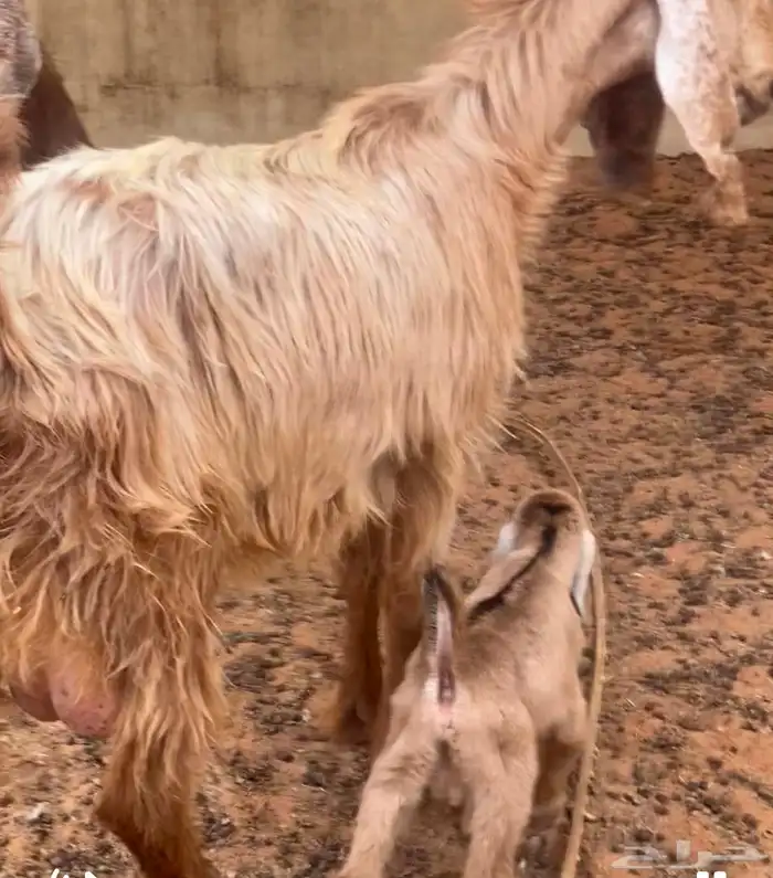 تم اليع تم البيع خارج الموقع 6