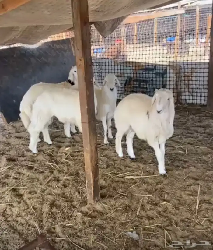 اربعه طليان طيبه اعمارهم فوق 6شهور 3