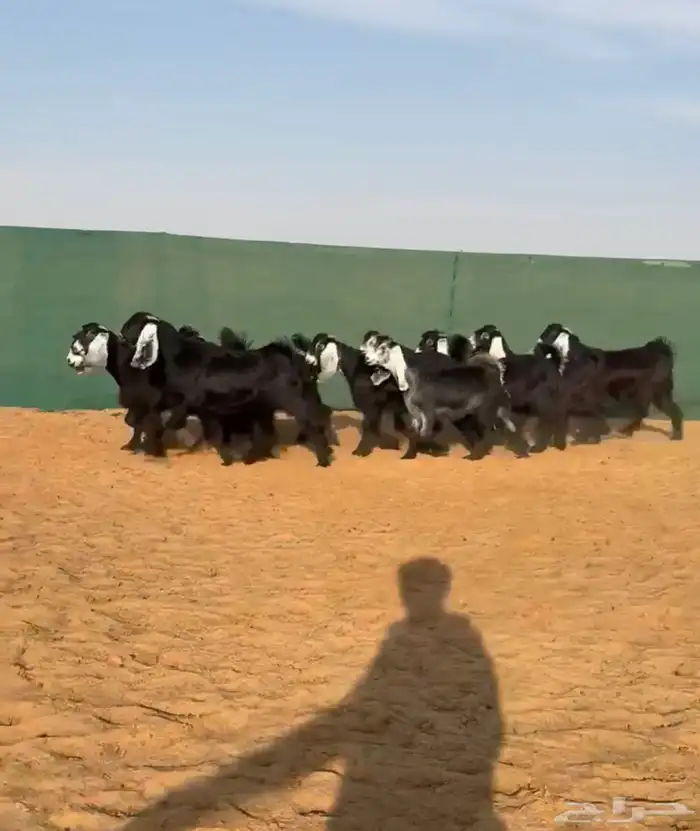 جفرات عوارض تم البيع 0