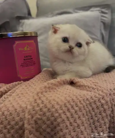 قطط سكوتش فولد للبيع للبيع index