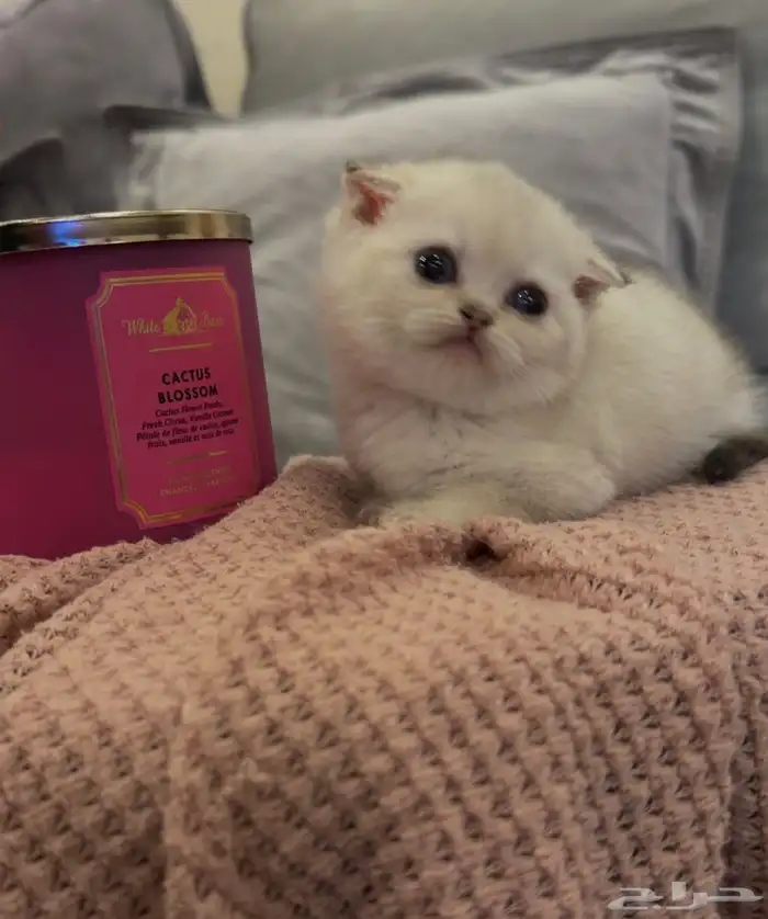 قطط سكوتش فولد للبيع للبيع 2