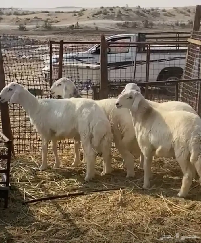 اربعه طليان طيبه اعمارهم فوق 6شهور 2