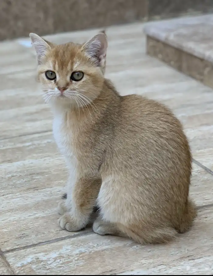 قطة سكوتش جولد 2