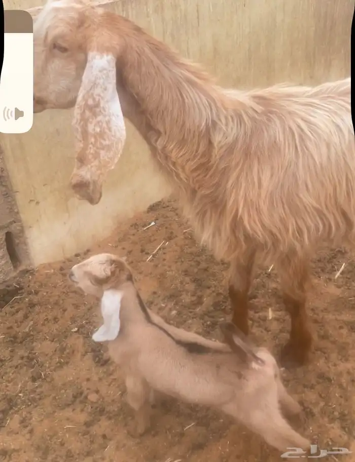 تم اليع تم البيع خارج الموقع 4