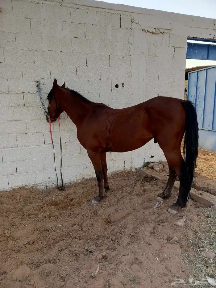 حصان للبيع 4