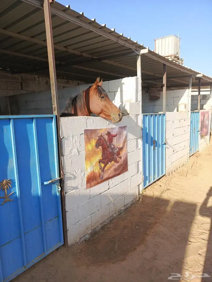 حصان للبيع 3