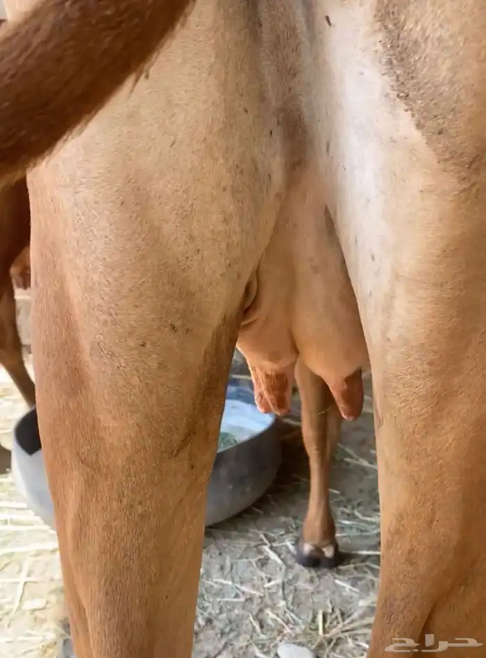 2 بقر دفع قرايب 2