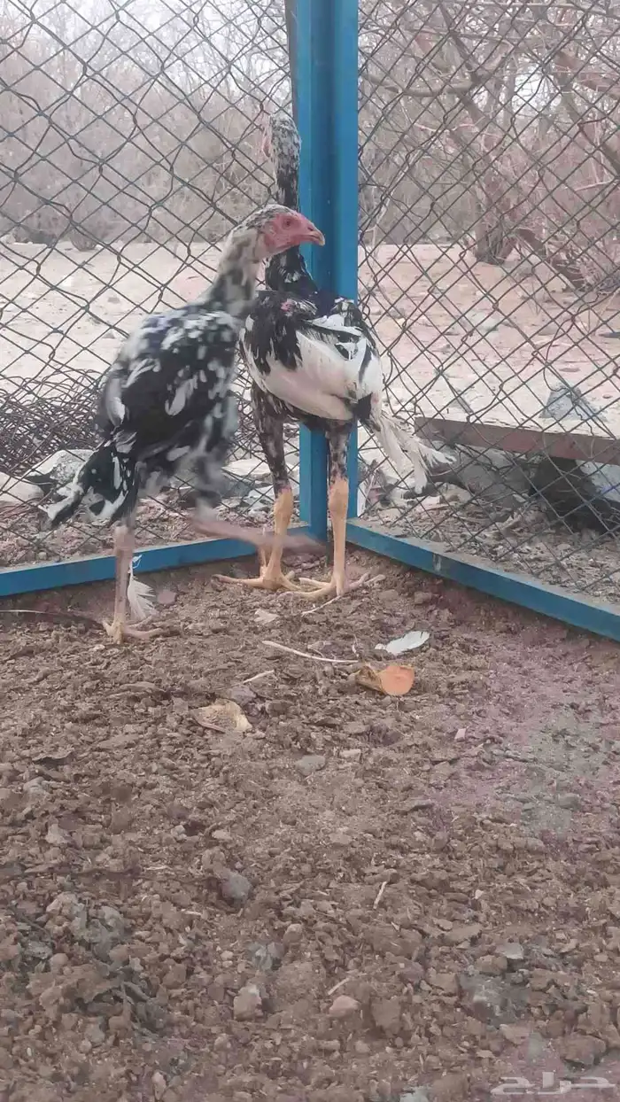 فروخه باكستاني سندي 7