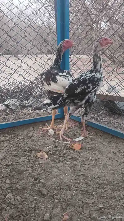 فروخه باكستاني سندي index