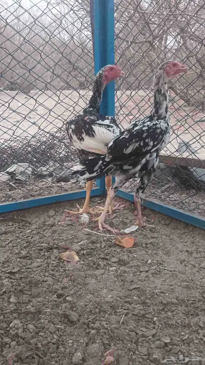 فروخه باكستاني سندي 1