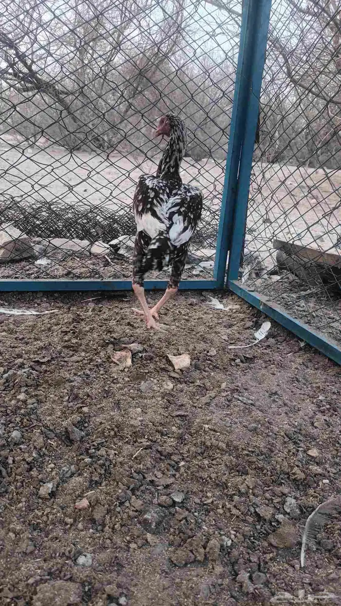 دجاج وديك باكستاني 5