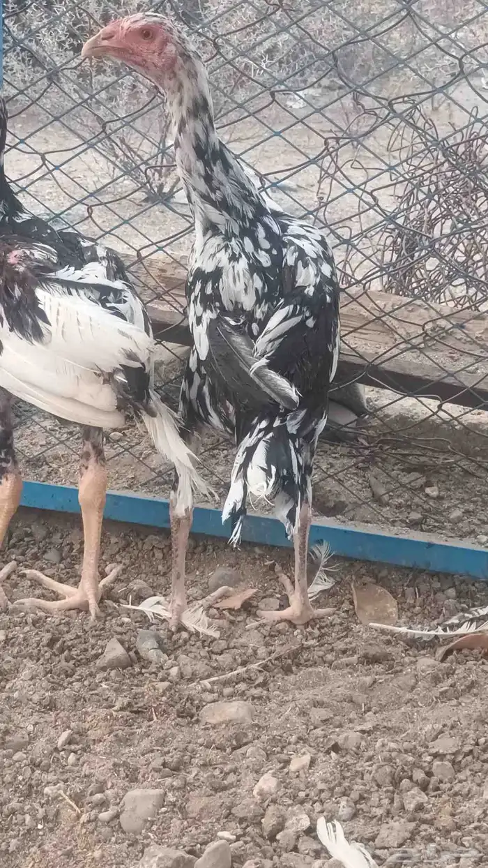 فروخه باكستاني سندي 10