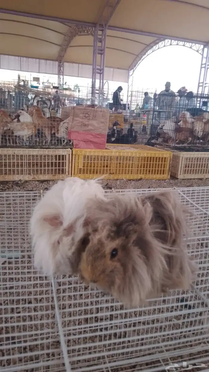 للبيع وبران  ارانب 2