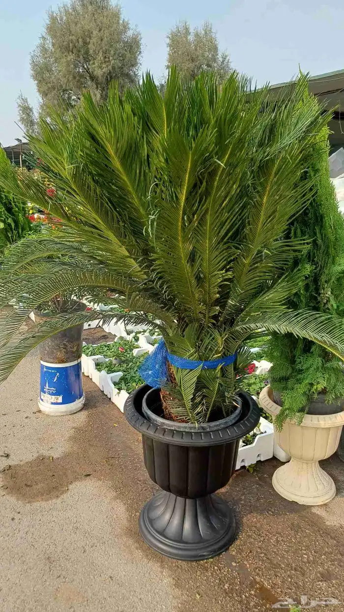 توريد الاشجار والزهور بسعر الجمله 1