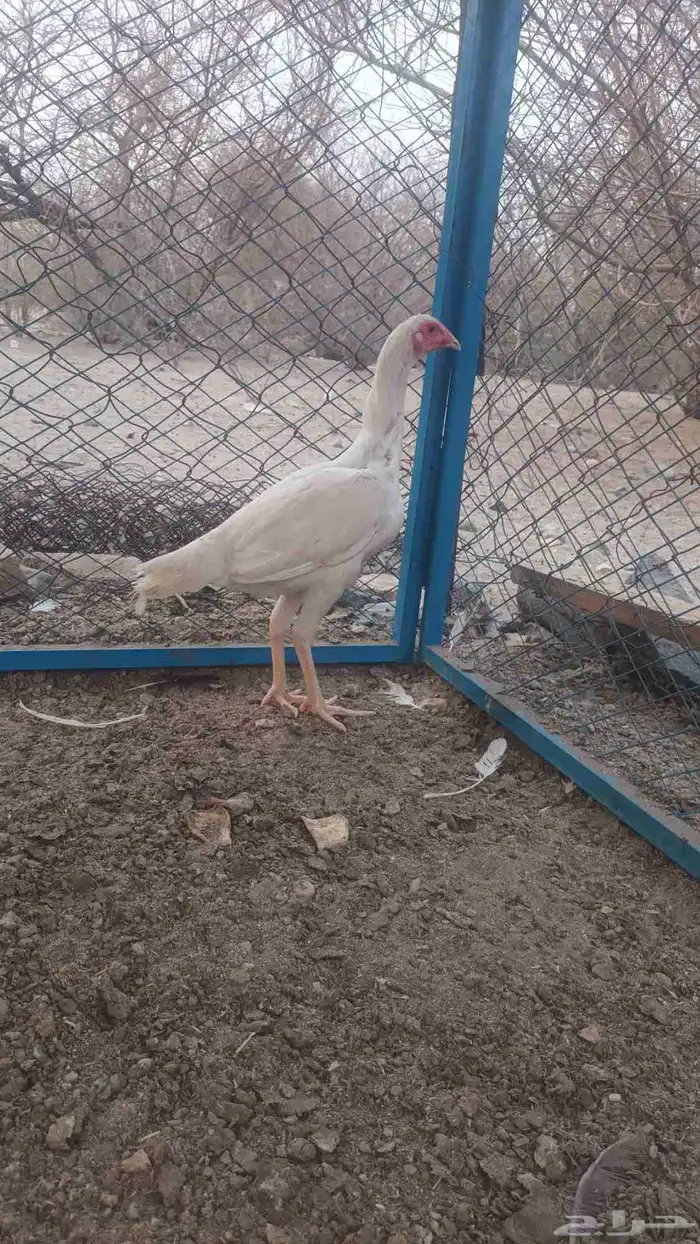 دجاج وديك باكستاني 6