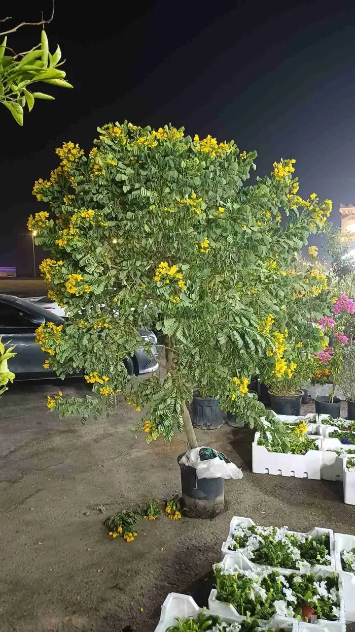 توريد الاشجار والزهور بسعر الجمله 0