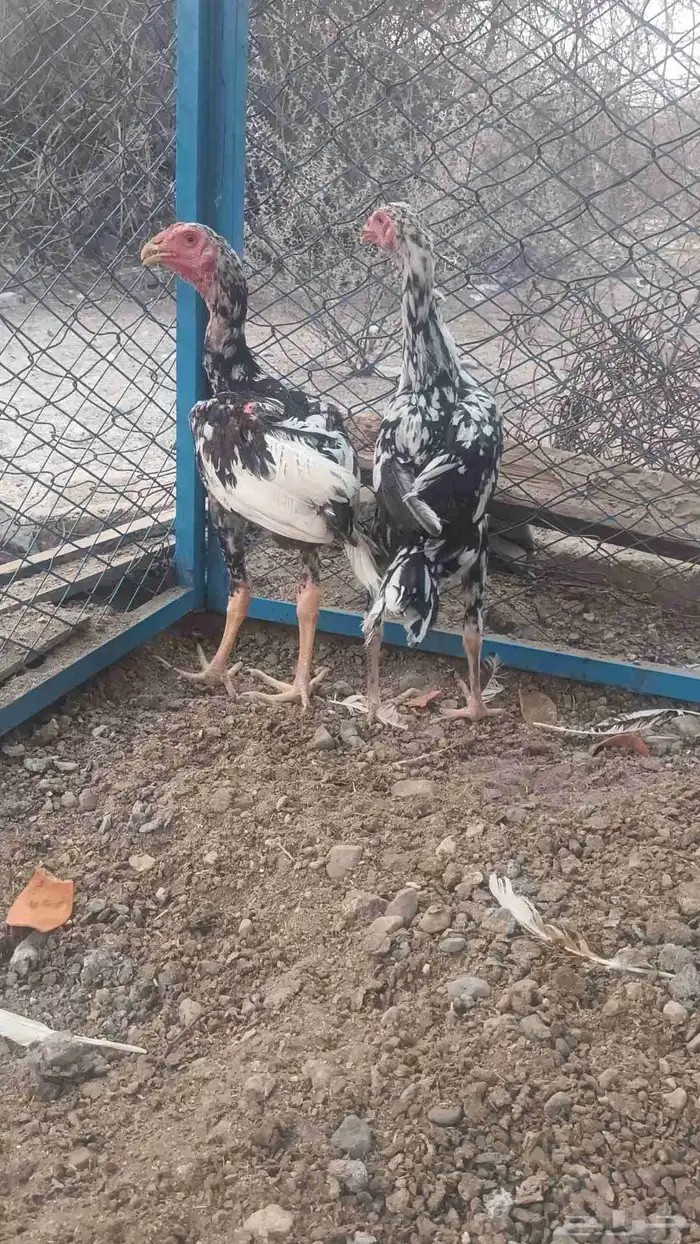 فروخه باكستاني سندي 9