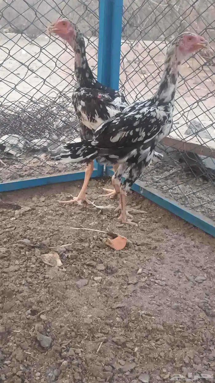 فروخه باكستاني سندي 5