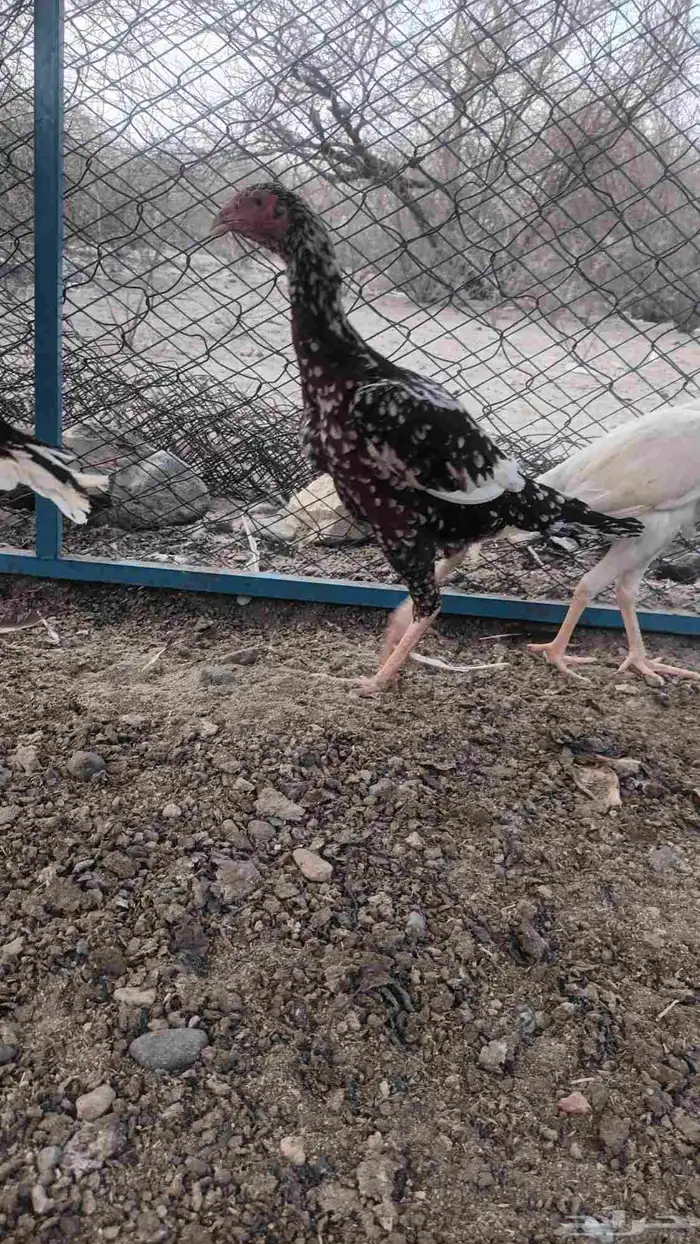 دجاج وديك باكستاني 4