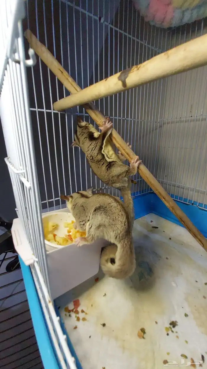 زوج سنجاب طائر منتج 2