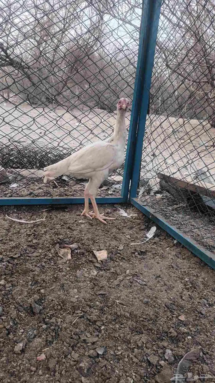 دجاج وديك باكستاني 3