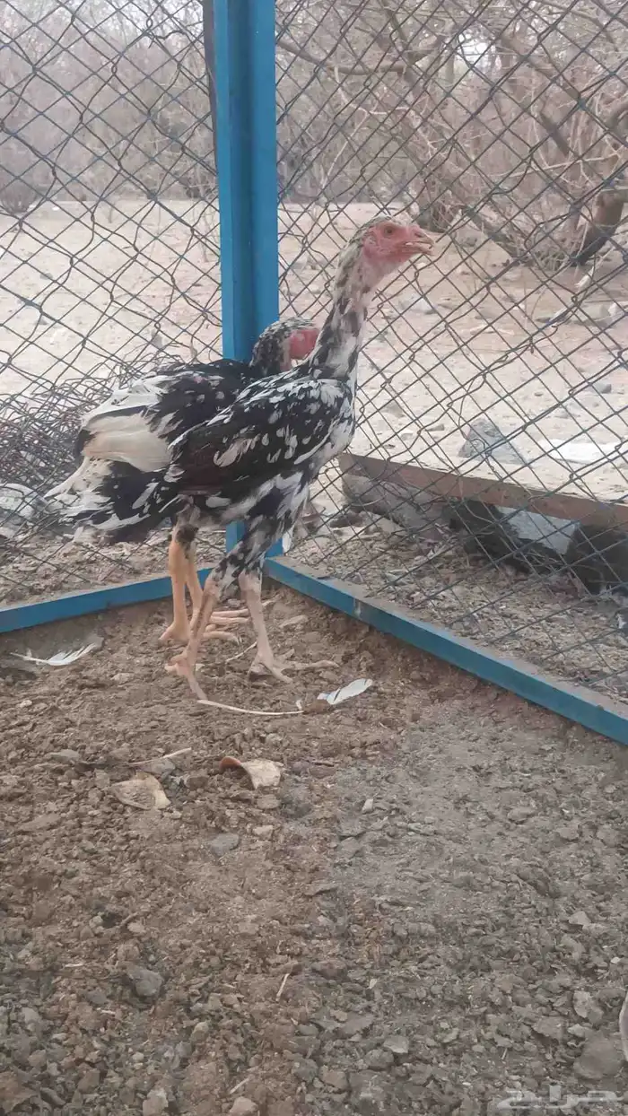 فروخه باكستاني سندي 11