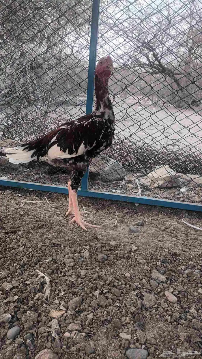 دجاج وديك باكستاني 7