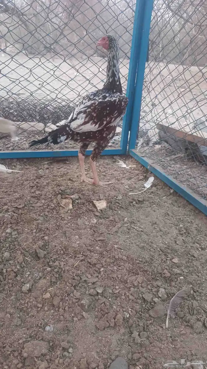 دجاج وديك باكستاني 0