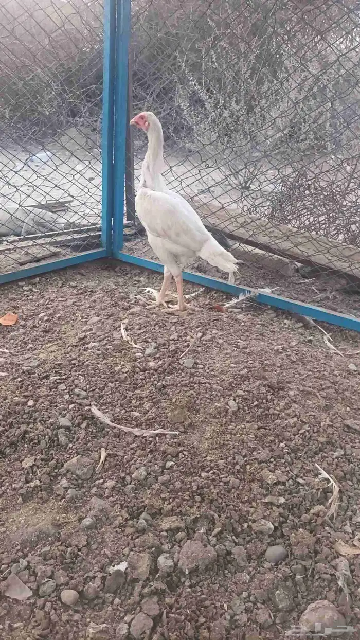 دجاج وديك باكستاني 11