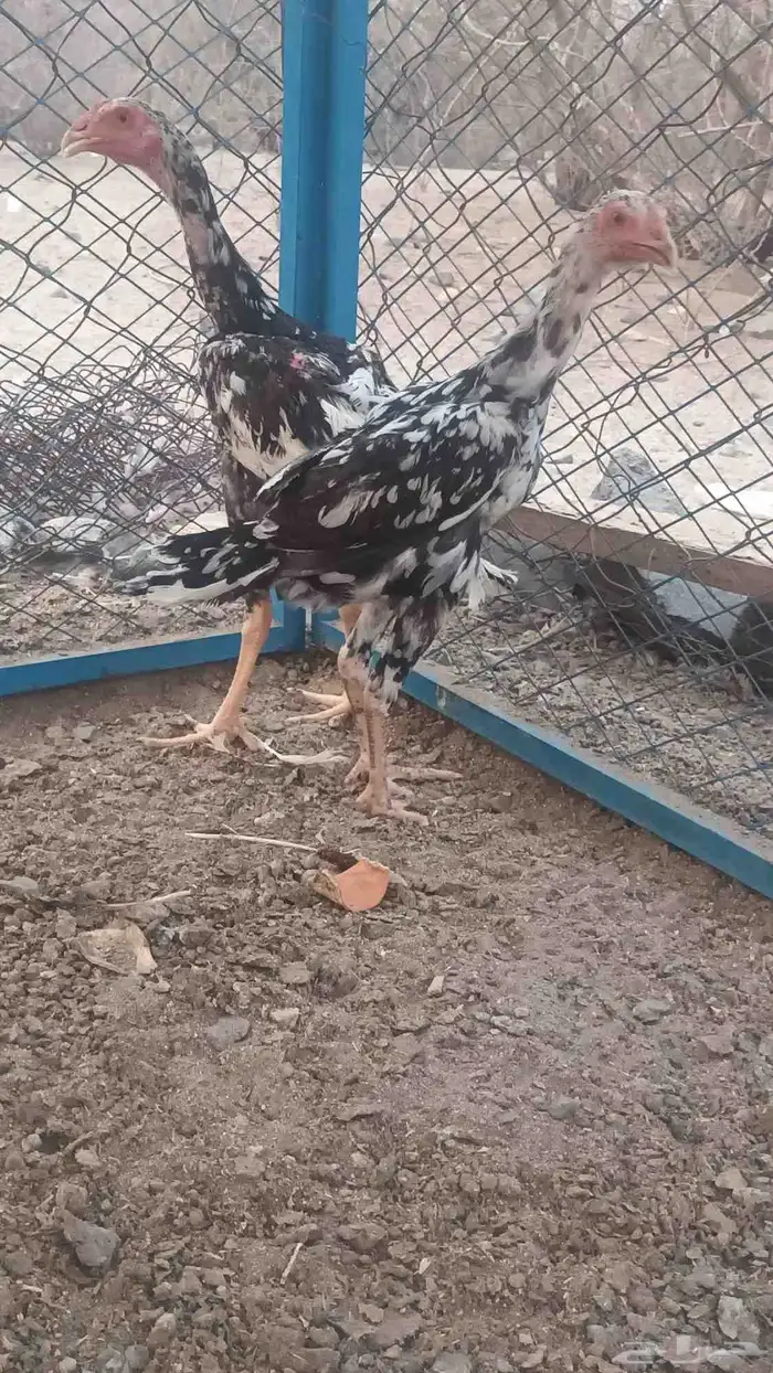 فروخه باكستاني سندي 12