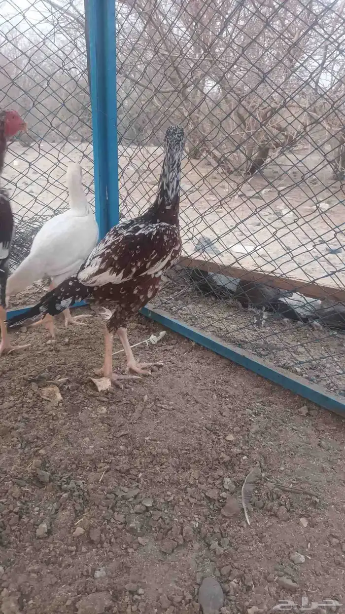 دجاج وديك باكستاني 9