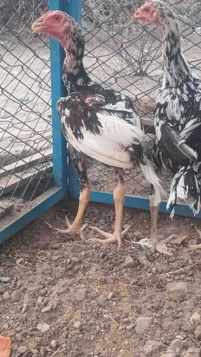 فروخه باكستاني سندي 3