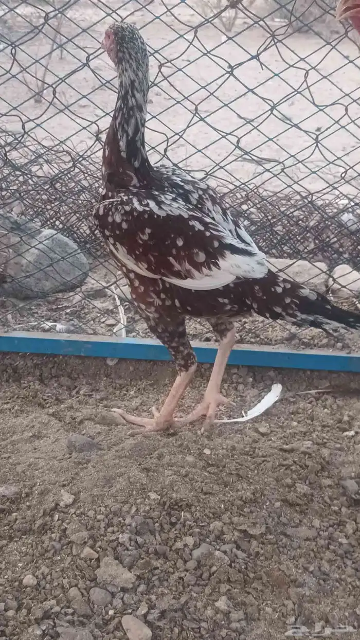 دجاج وديك باكستاني 12