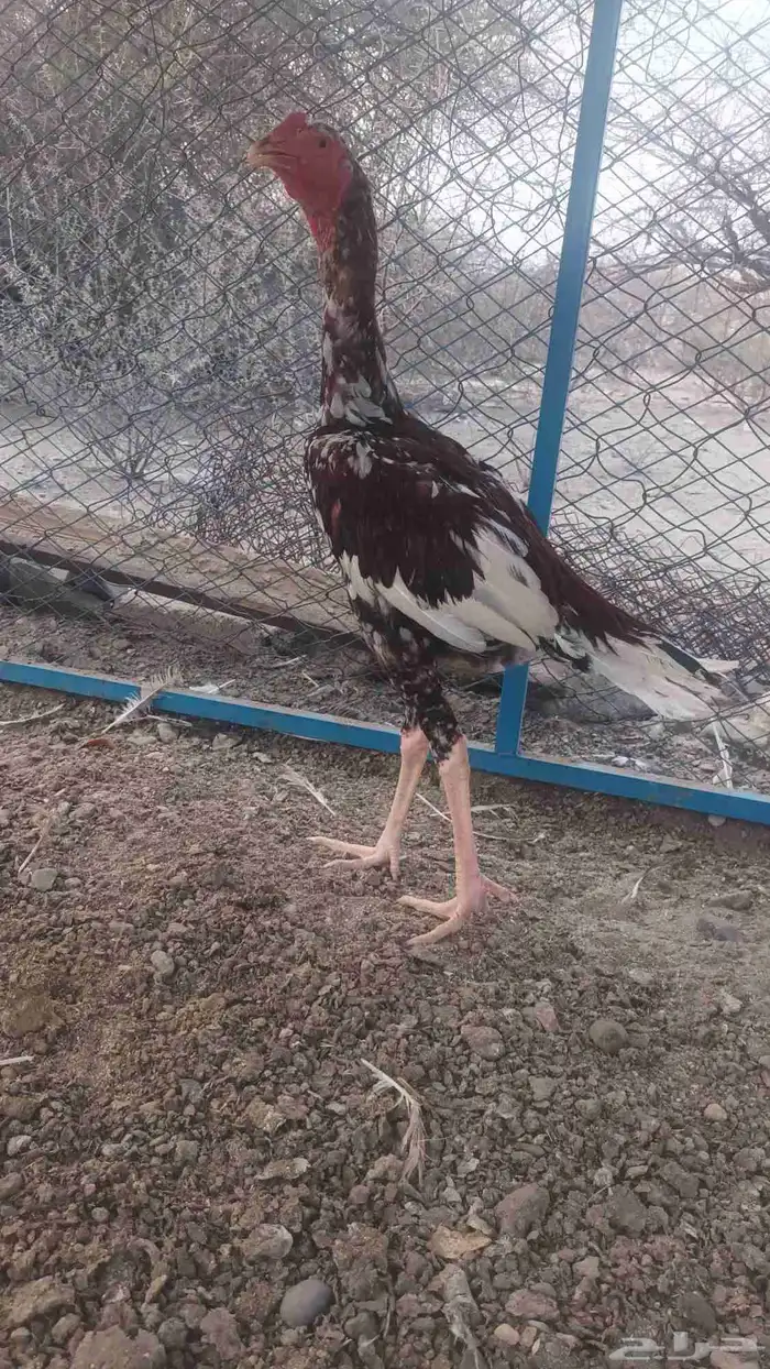 دجاج وديك باكستاني 2