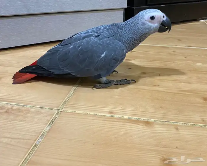 فرح كاسكو حمامه 0