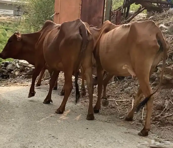 2 بقر دفع قرايب 0