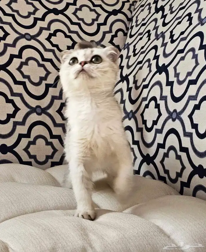 كتن سكوتش فولد وستريت الحبتين ب 400 6