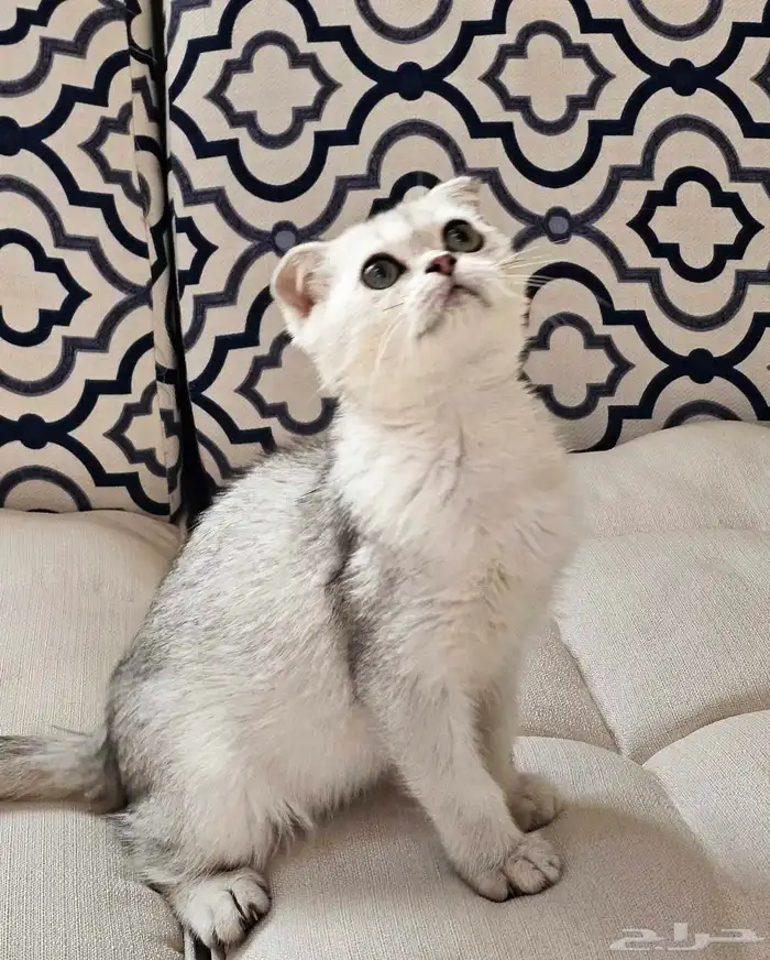 كتن سكوتش فولد وستريت الحبتين ب 400 8