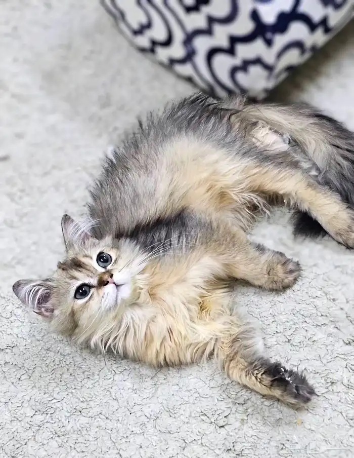 كتن سكوتش فولد وستريت الحبتين ب 400 4