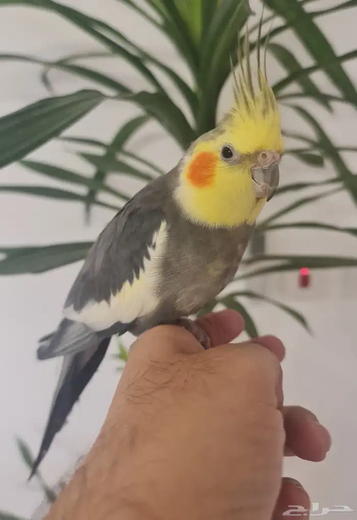 ذكر كروان كوكتيل اليف منتج ( متوفر أقساط تابي و تمارا ) 0