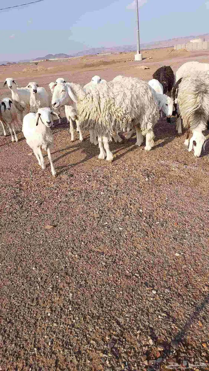 رخل حرشا صنف الصنف 5