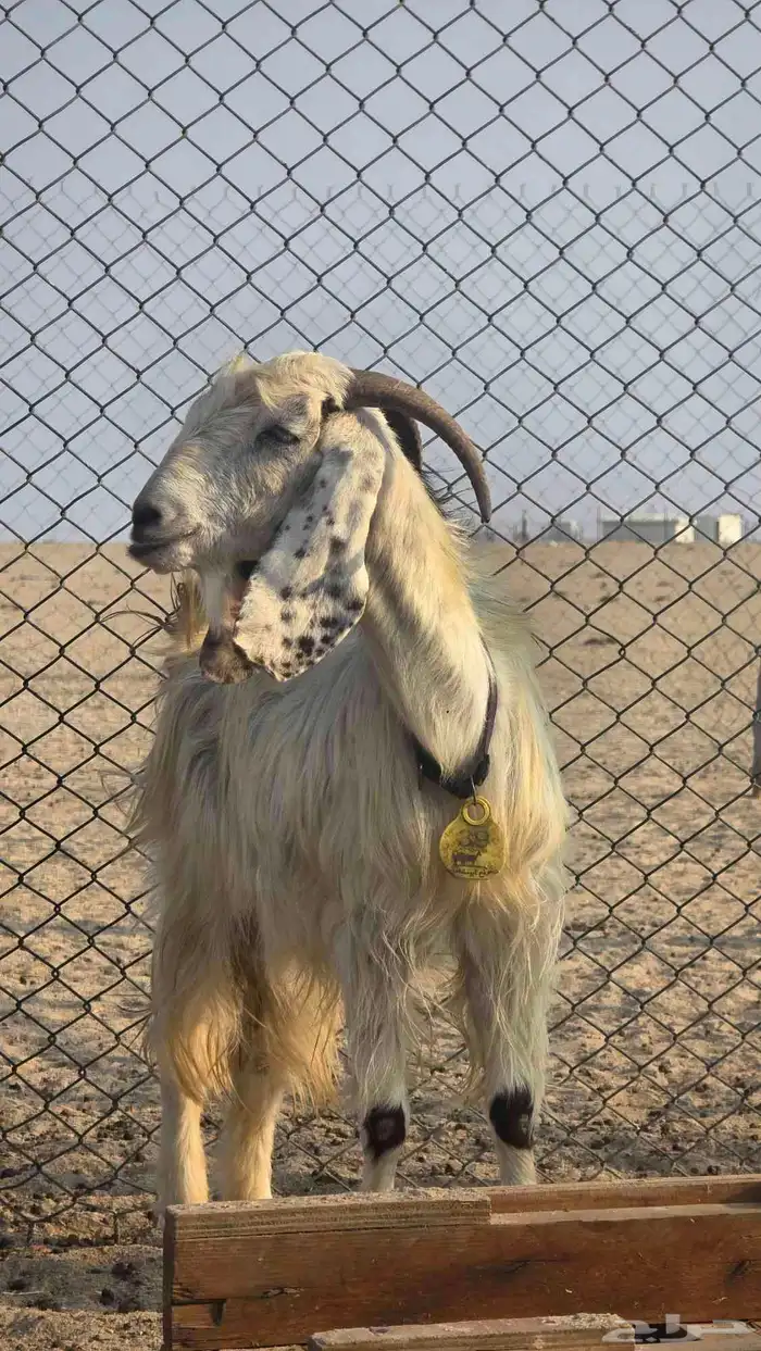 معزا للبيع عدد 2 1