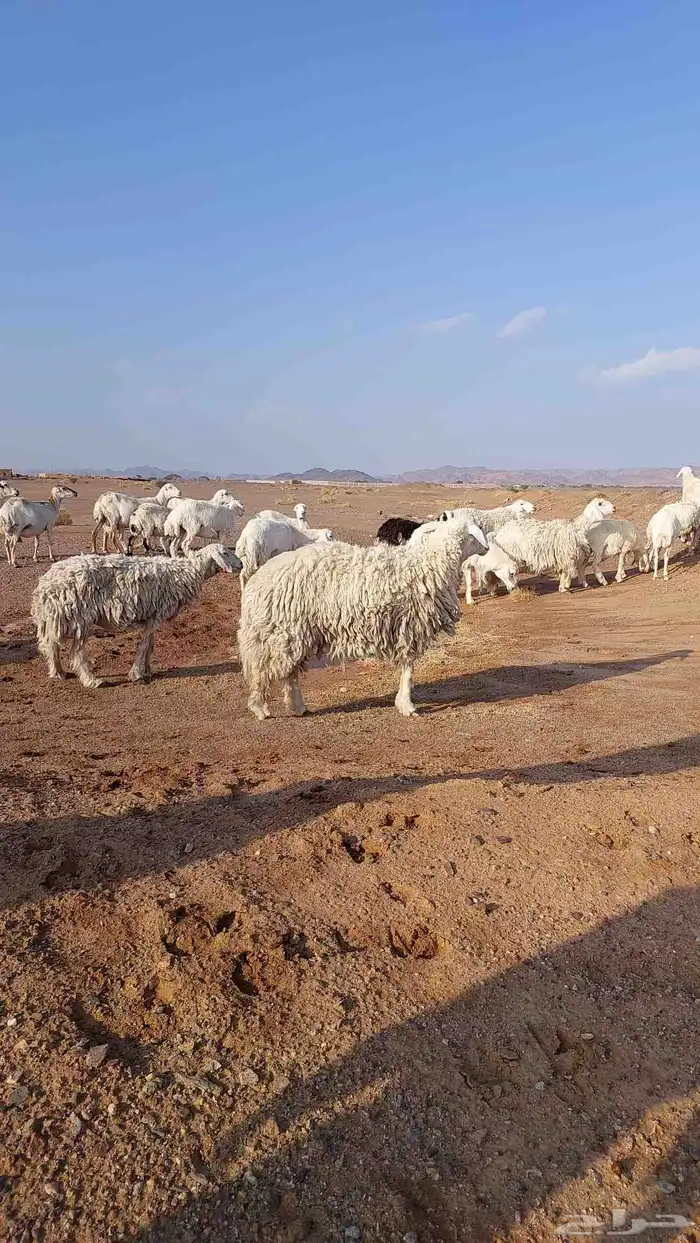 رخل حرشا صنف الصنف 1