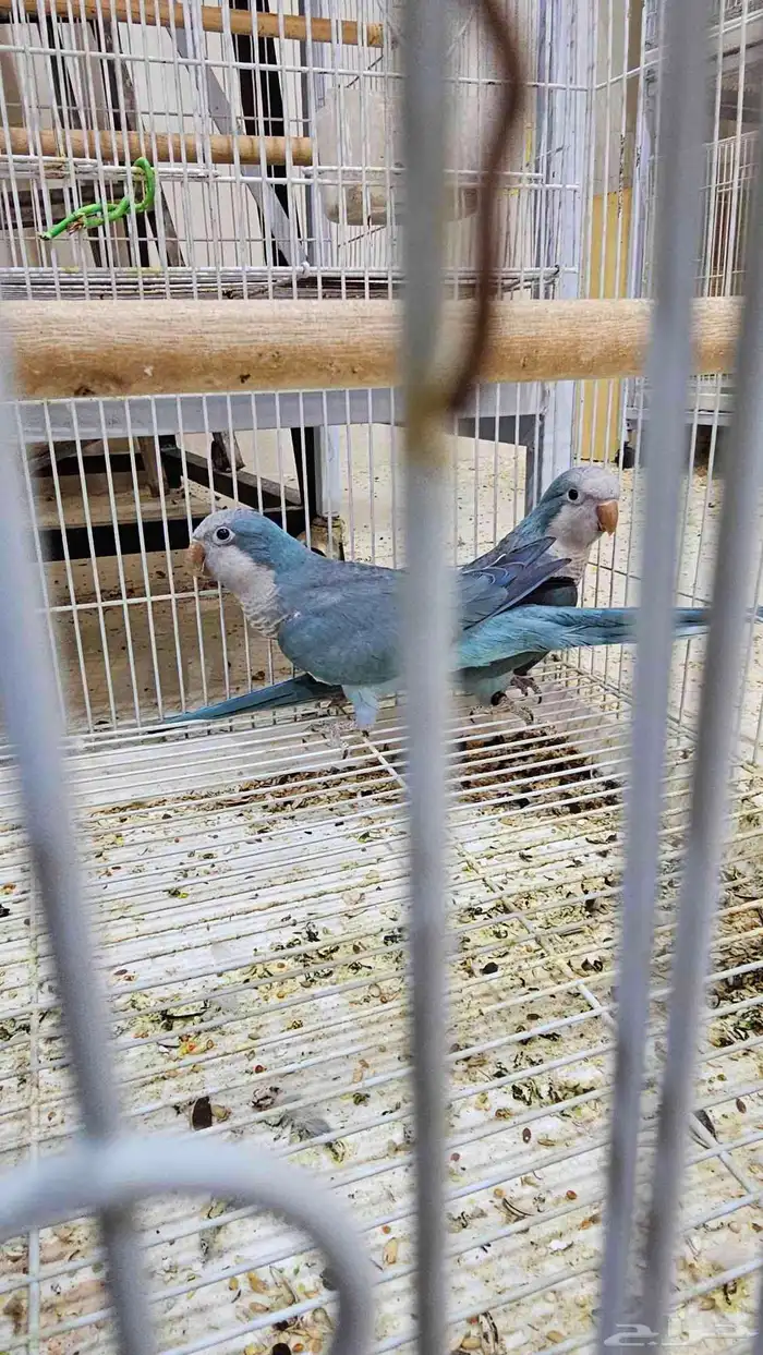 جوز كويكر غير اليف منتج 4